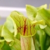 Sarracenia x catesbaei -- Schlauchpflanze 